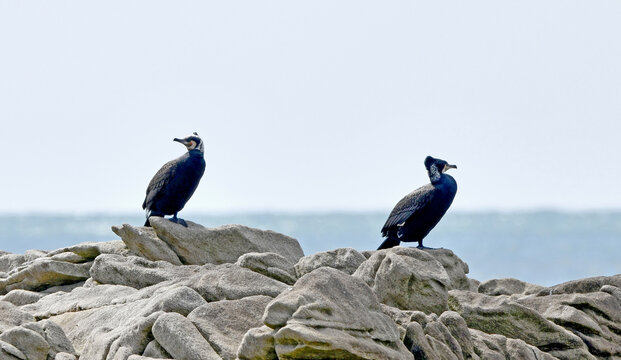 Grands cormorans sur la c&ocirc;te du Morbihan