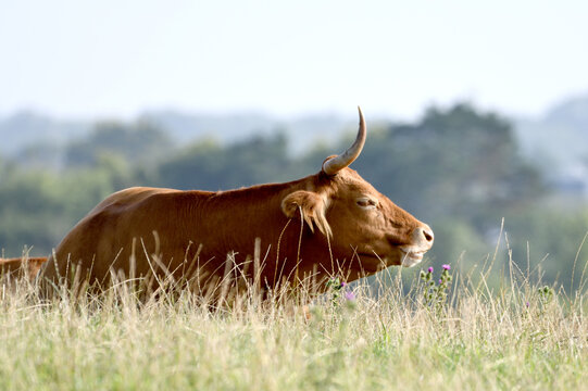 Vaches de la race Aubrac en Auvergne