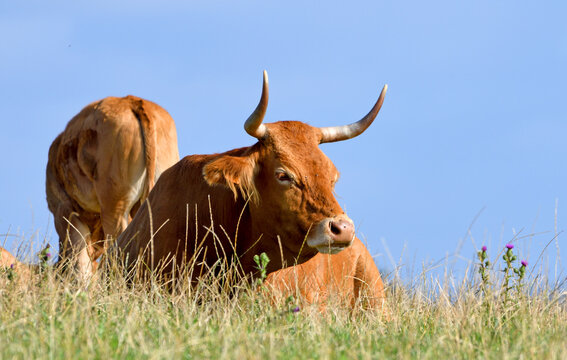 Vaches de la race Aubrac en Auvergne