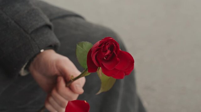 Photograph of creator with bloom. Closeup image depicting artist presenting red flower outdoors. Artistic scene capturing creator holding solitary crimson flower in natural environment for display