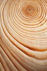 Fototapeta premium Curved wood grain with layered growth rings on vertical section