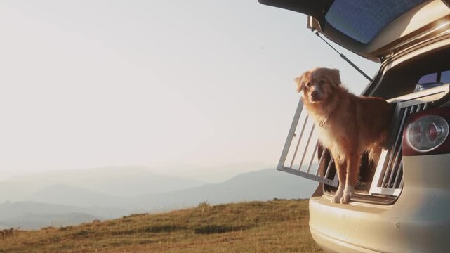 A golden dog steps out of a travel crate from the back of a car parked on a mountain hill. This 4K frame shows motion and travel.