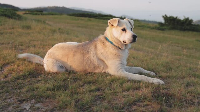A white dog is seen lying partially in frame on a rough grassy and stony patch. Captured in 4K, this frame shows subtle detail and texture.