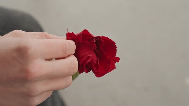 Hands craft floral art. Hands manipulate rose stem composition. Closeup of hands arranging red flower stem. Artistic focus on hands skillfully composing red rose stem against neutral background