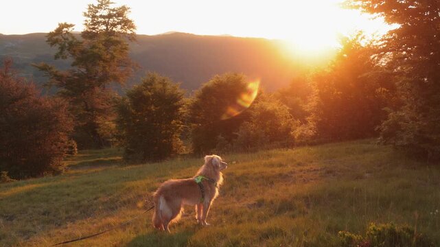 A dog stands with its back to the camera, gazing at the sunset over a hilltop with trees. Captured in 4K with warm, golden light.