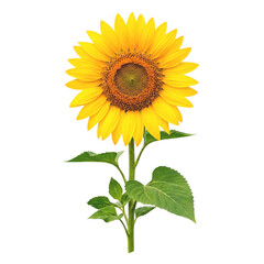 Obraz premium Sunflower plant isolated on transparent background yellow bloom with stem and leaves