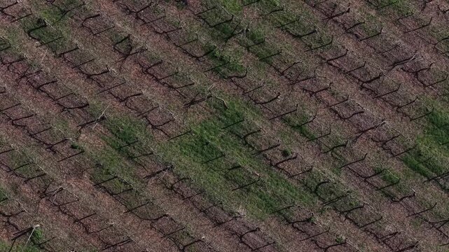 Aerial view of vineyard rows showing the contrast between the dark branches and the green grass, creating a textured pattern, Braga, Portugal.
