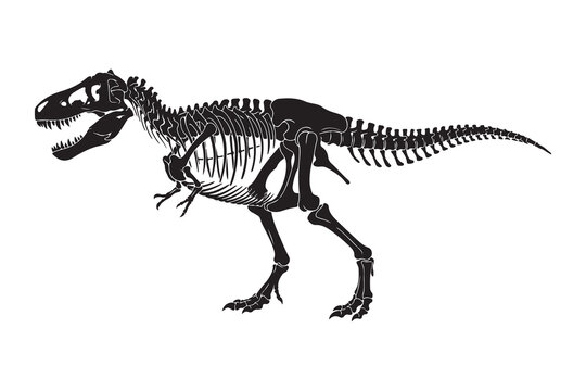 tyrannosaurus skeleton bone museum silhouette