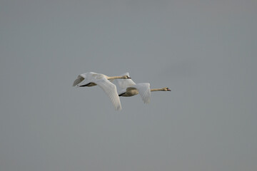 dwa Łabędzie nieme z rozłożonymi skrzydłami lecą na tle nieba,  wczesną wiosną © Joanna
