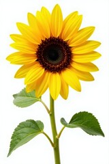Obraz premium Large vibrant sunflower, petals fully open, isolated , disk, photography