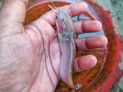 Albino magur fish clarias batrachus fish in hand of a farmer in nice blur background