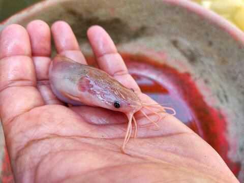 Albino magur fish clarias batrachus fish in hand of a farmer in nice blur background