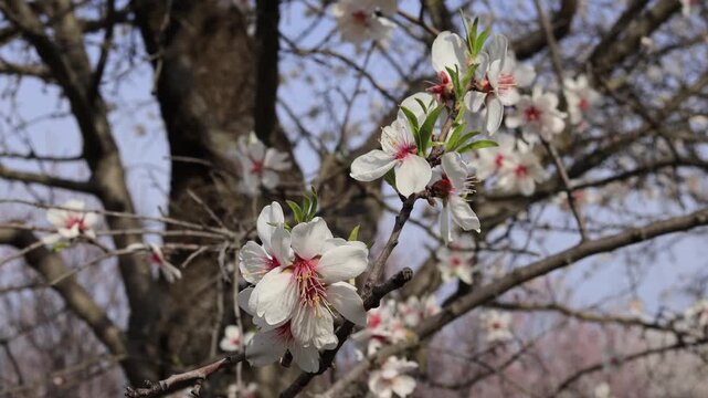 Almond tree (Prunus dulcis) twig full of blossoms moving in wind, blooming spring in orchard in Hustopece, Czech Republic.