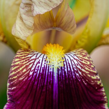 Gros plan d&eacute;taill&eacute; sur fleur d&rsquo;iris violette et jaune avec p&eacute;tales stri&eacute;s
