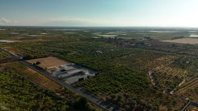 Aerial drone panorama of vast agricultural plain with olive groves, orchards and farmhouses, southern Italy countryside in summer haze