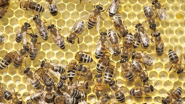 The work of young bees in the hive.