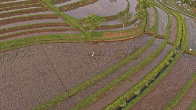 Farmer working in jatiluwih rice terraces in bali indonesia