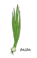 Fototapeta premium Onion bulb and green stalks. isolated green vegetable, hand drawn vector doodle illustration for culinary illustrations, healthy food concepts, and packaging design.