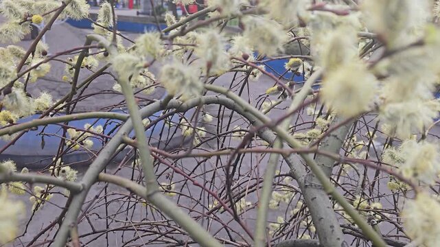 Spring blossoming willow, fluffy inflorescences on a branch, close-up. Spring
