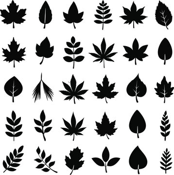 Collection of tree leaf silhouettes, black botanical foliage set, maple and natural leaves shapes, isolated plant vector icons bundle
