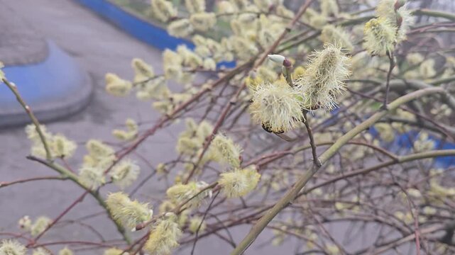Spring blossoming willow, fluffy inflorescences on a branch, close-up. Spring