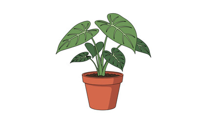 Fototapeta premium Vibrant green Alocasia houseplant with large patterned leaves grows healthily in a classic terracotta pot on a white base.