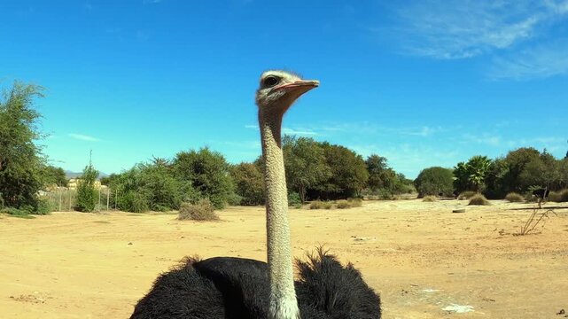 Camera approaches calm, lone ostrich on farm in South Africa, closeup