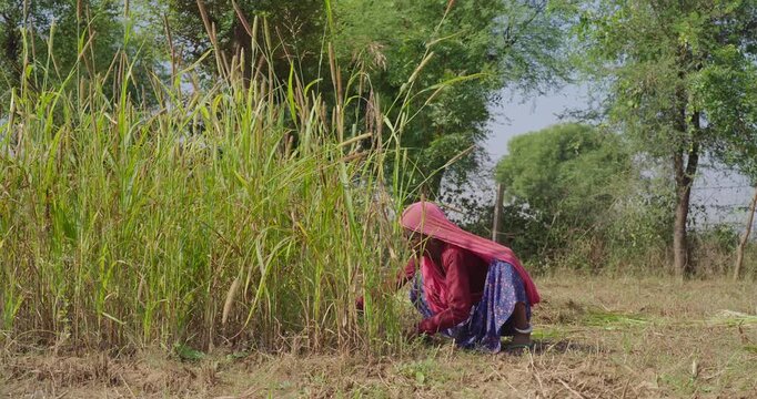 Indian elderly mature lady woman wear saree cover head sitting do farm filed work outdoor rural area. Female elder use hand sickle cutting green tall fodder grass new day time outside village place