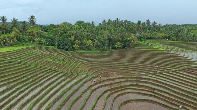 Farmers working in stunning balinese rice terraces plantation