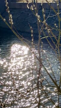Willow Catkins in Urban Helsinki Spring &ndash; Vertical Video with Water in Background