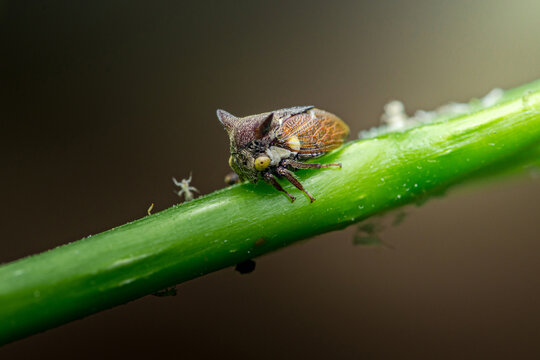 Horned treehopper resting on green plant stem