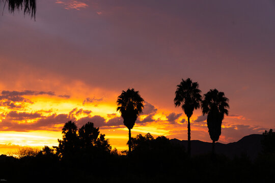 silhouette of palm trees after sunset, Stanford, South Africa