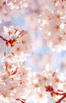 Cherry blossom background. 桜の背景