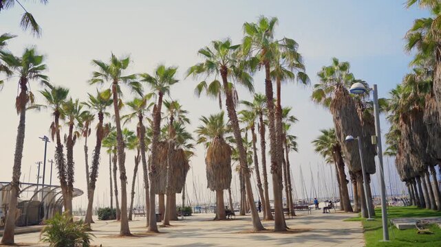 Palm trees in Tel Aviv boardwalk promenade on hot summer day in Israel. Green frond leaves of tall palms by Tel Aviv boat marina and public beaches and pool. People enjoy nice sunny day by port harbor