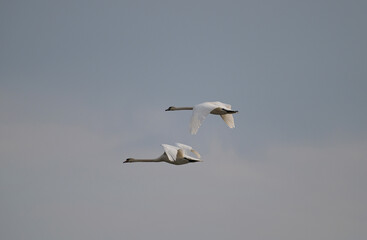 dwa Łabędzie nieme z rozłożonymi skrzydłami lecą na tle nieba,  wczesną wiosną © Joanna