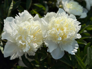 White peonies flowers in the garden. © OLENA LIALINA