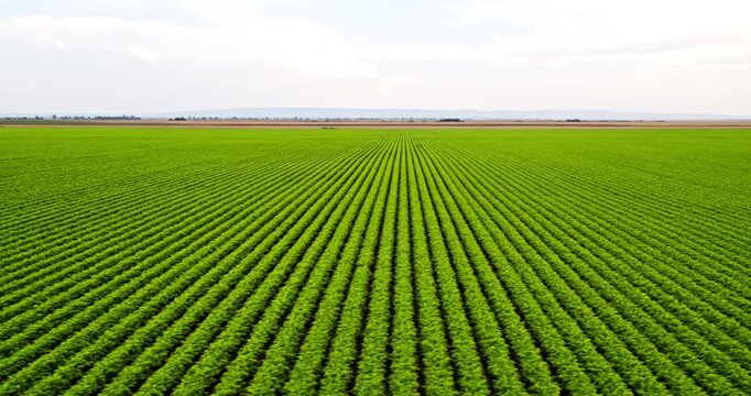Green agricultural field with rows of crops