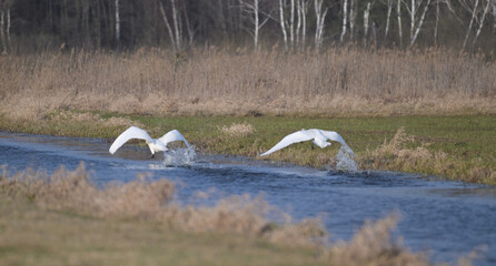 dwa Łabędzie nieme z rozłożonymi skrzydłami startują, wzbiją się do lotu nad rzeką na łące, wczesną wiosną © Joanna