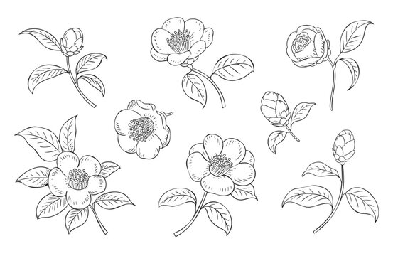 Traditional hand drawn camellia floral set in vintage engraving botanical line art.