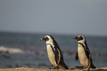 Obraz premium Pair of African penguins walking along rocky shoreline, Boulders Beach