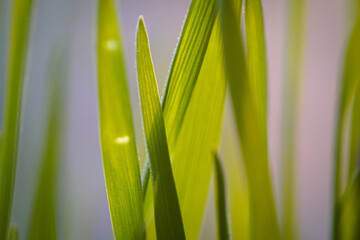 Fototapeta premium Macro shot of green grass blades glowing in warm golden sunlight