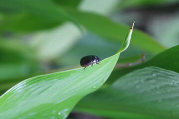 Naklejka premium Small Black Beetle Crawling on Fresh Green Leaf in Nature