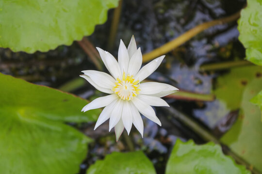 Beautiful White Lotus Flower Blooming in the Tropical Pond Water