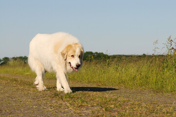 Obraz premium Great Pyrenees dog running on a field, natural landscape, active livestock guardian dog outdoors.