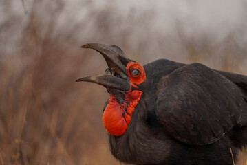 Southern ground hornbill close up portrait with open beak, Kruger National Park, South Africa © Andrew