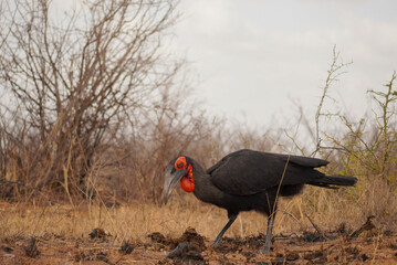 Southern ground hornbill foraging on savanna floor, Kruger National Park, South Africa © Andrew