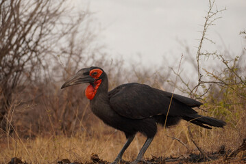 Southern ground hornbill walking through bushveld, Kruger National Park, South Africa © Andrew