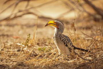 Yellow-billed hornbill standing on dry ground, Kruger National Park, South Africa © Andrew