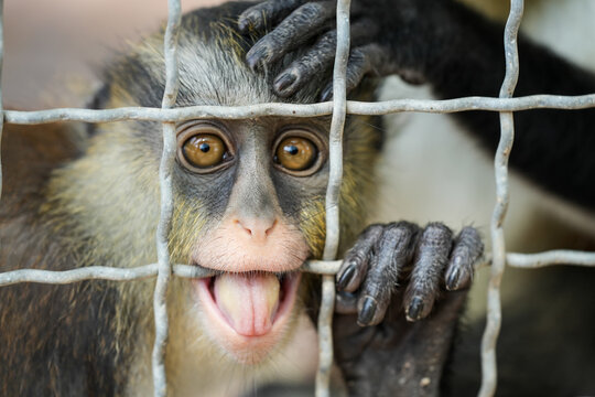 Campbell's mona monkey Small monkey in zoo Asia with its sad face pushing through cage bars