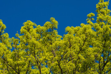 Yellow norway maple tree (Acer platanoides) in flower under blue spring sky – Minimalist two-tone nature background with high contrast © Doris Steiner